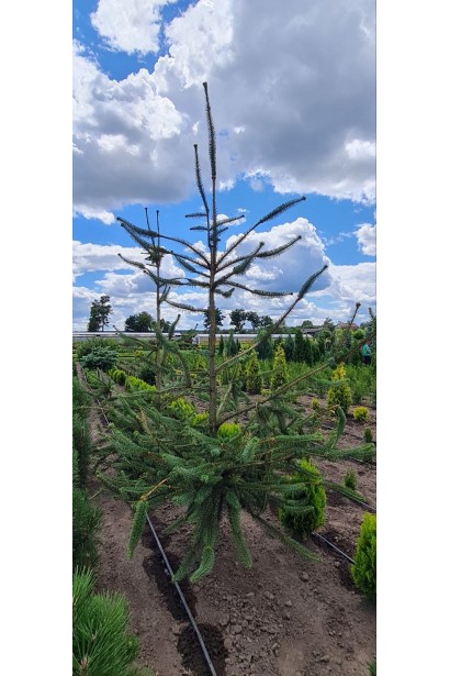 Ель обыкновенная Виргата - ком50кг/вис.140-160см/Ø100-120см